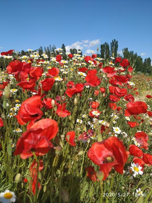 Casa Rural La Morena Castroverde de Cerrato エクステリア 写真