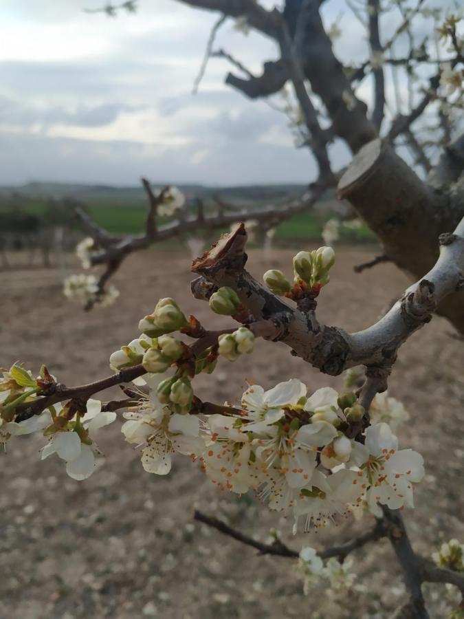 Casa Rural La Morena Castroverde de Cerrato エクステリア 写真